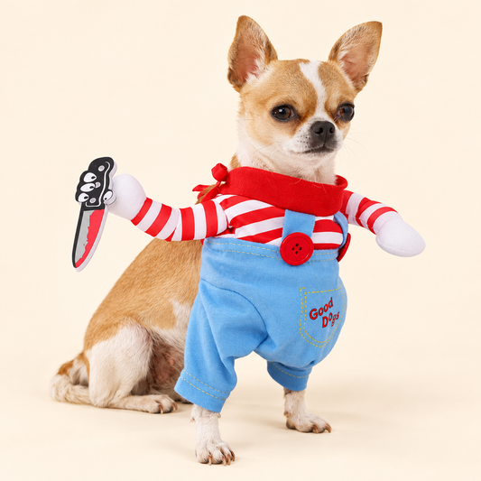 Chihuahua wearing a killer doll Halloween costume with blue overalls