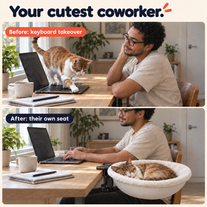 Before and after: cat on the keyboard vs. cat resting in a desk hammock